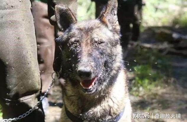 中国危险的边防区已有7条军犬被咬死士兵出门需全副武装(图3)