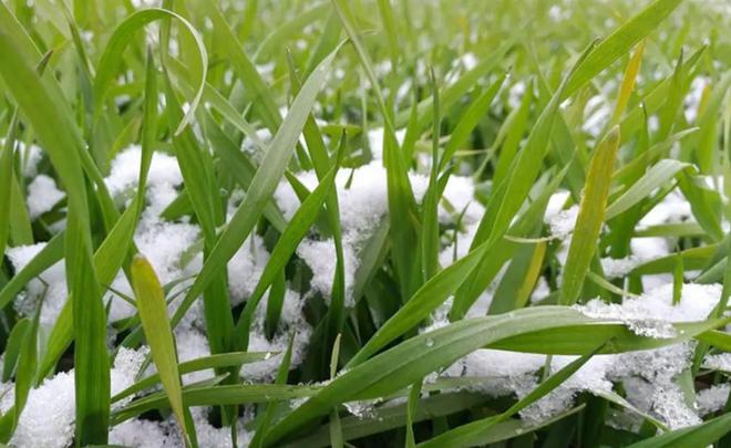 今年大雪节气老话“最怕大雪一日晴”晴天不好吗？农谚有说法(图2)