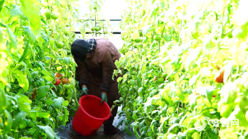 德州：冬季蔬菜畅销“菜篮子”撑起“钱袋子”(图1)