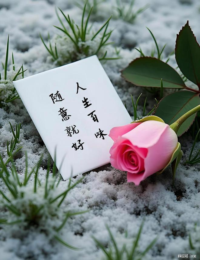 蒲公英的命运沉思：自由与束缚的交织(图1)