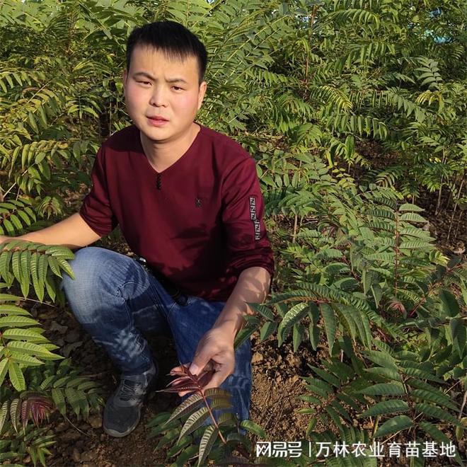 巴托樱桃苗：市场受欢迎口感令人惊艳(图1)