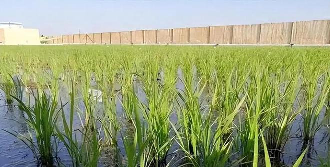 海水稻难吃仍大量种植甚至计划发展一亿亩这究竟是为什么(图3)