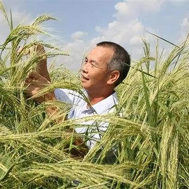 海水稻难吃仍大量种植甚至计划发展一亿亩这究竟是为什么(图2)