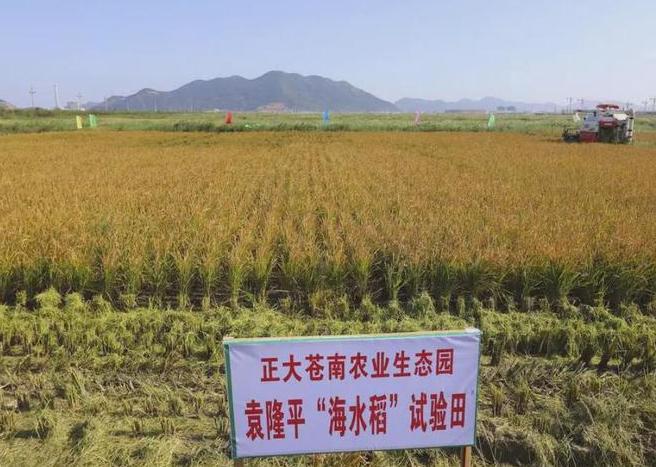 海水稻难吃仍大量种植甚至计划发展一亿亩这究竟是为什么(图5)