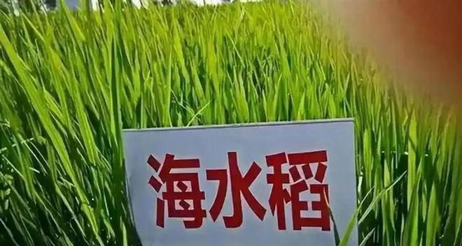 海水稻难吃仍大量种植甚至计划发展一亿亩这究竟是为什么(图9)