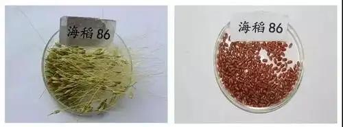 海水稻难吃仍大量种植甚至计划发展一亿亩这究竟是为什么(图13)