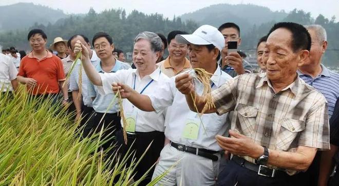 海水稻难吃仍大量种植甚至计划发展一亿亩这究竟是为什么(图4)