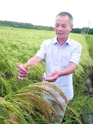 海水稻难吃仍大量种植甚至计划发展一亿亩这究竟是为什么(图6)