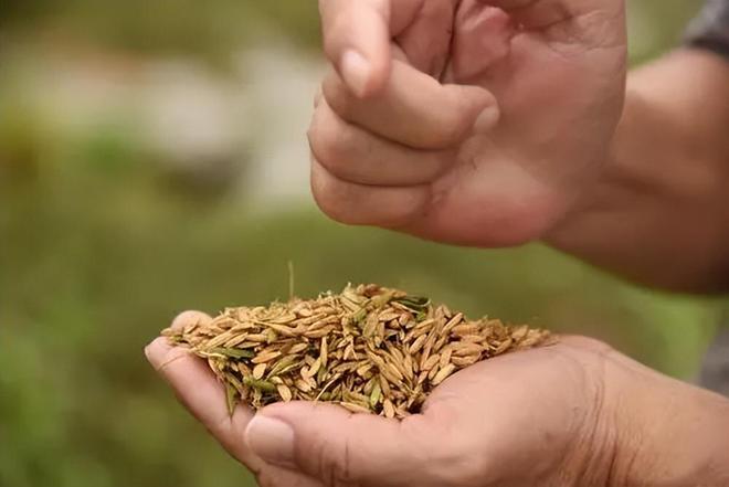 海水稻难吃仍大量种植甚至计划发展一亿亩这究竟是为什么(图10)