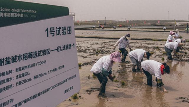海水稻难吃仍大量种植甚至计划发展一亿亩这究竟是为什么(图12)
