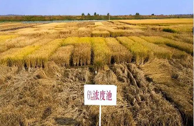 海水稻难吃仍大量种植甚至计划发展一亿亩这究竟是为什么(图14)