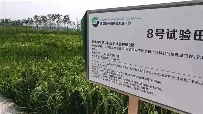 海水稻难吃仍大量种植甚至计划发展一亿亩这究竟是为什么(图15)