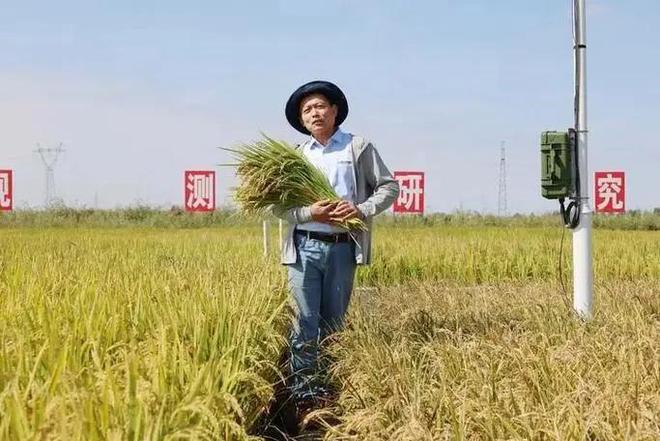 海水稻难吃仍大量种植甚至计划发展一亿亩这究竟是为什么(图19)