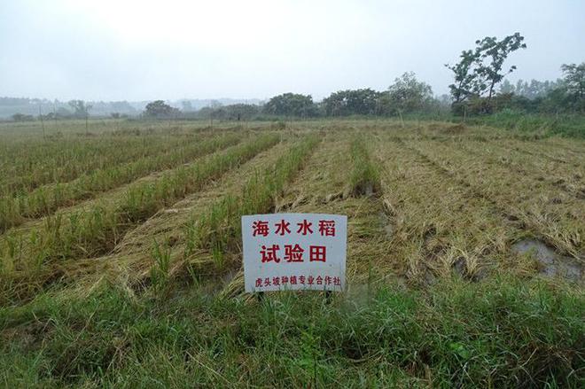 海水稻难吃仍大量种植甚至计划发展一亿亩这究竟是为什么(图16)