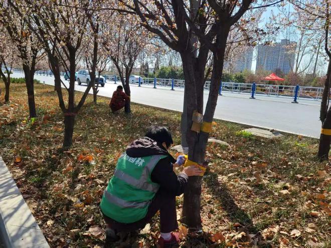 不要撕毁！辉县7130棵树缠上“金腰带”(图1)