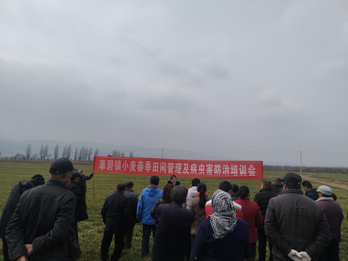 千阳县草碧镇农技赋能：田间管理与病虫害防治的春日碰撞(图1)