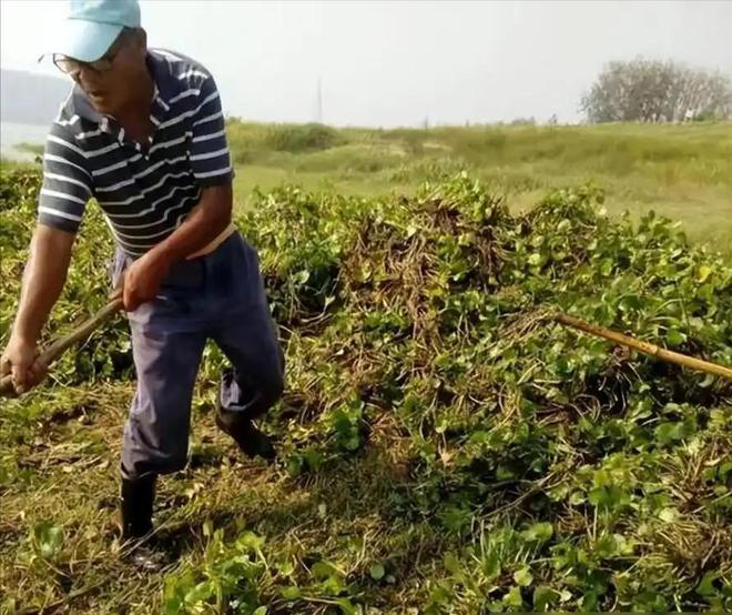 外来“杂草”入侵渔民减产减收损失上千万小甲虫“立大功”(图10)