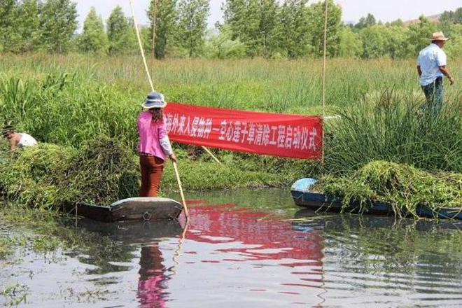 外来“杂草”入侵渔民减产减收损失上千万小甲虫“立大功”(图12)