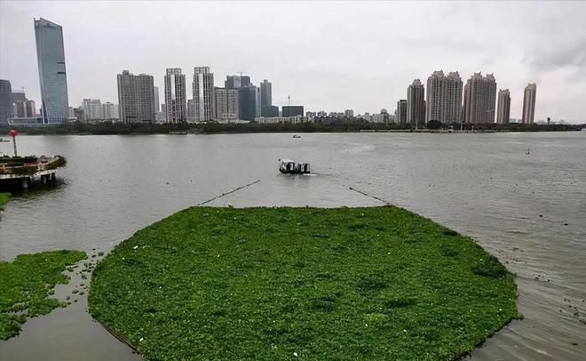 外来“杂草”入侵渔民减产减收损失上千万小甲虫“立大功”(图9)