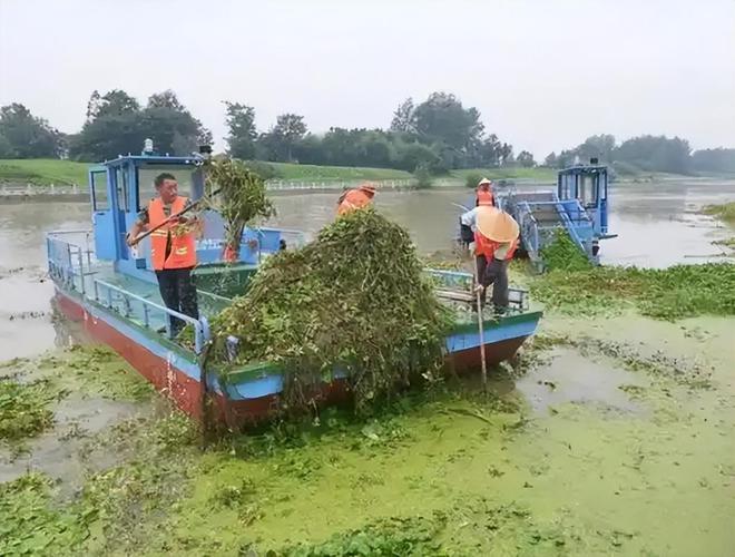 外来“杂草”入侵渔民减产减收损失上千万小甲虫“立大功”(图18)