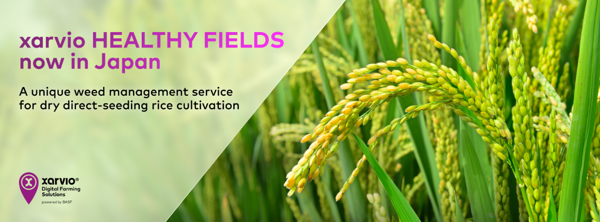 巴斯夫日本公司推出xarvio®HEALTHYFIELDS服务助力节水水稻种植-世界农化网(图1)