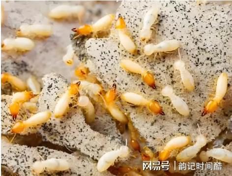 湘潭专业灭白蚁湘潭白蚁防治所电话消杀治理服务电话(图2)