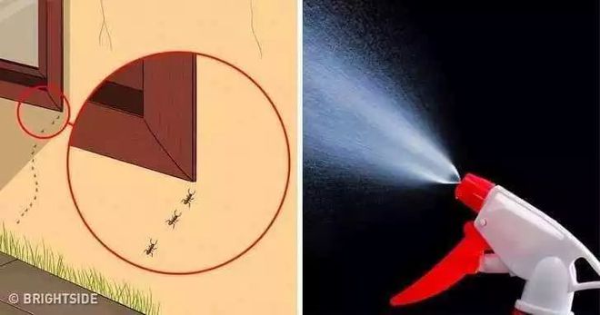 跟昆虫说掰掰！10个实测很有效驱赶害虫的方式(图5)