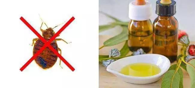跟昆虫说掰掰！10个实测很有效驱赶害虫的方式(图9)