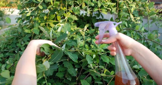 这几种有机的方法可以清除病虫害养花种菜都能用来(图6)