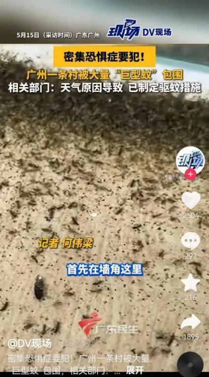 广州一村出现“巨型蚊”村委会回应：不叮咬人不传播疾病(图1)