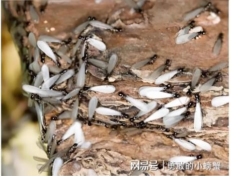 贵阳附近上门灭白蚁电话贵阳白蚁防治中心消杀治理(图3)