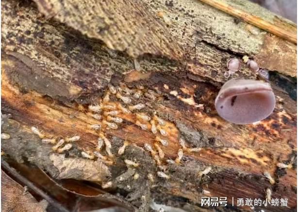 贵阳附近上门灭白蚁电话贵阳白蚁防治中心消杀治理(图2)