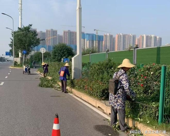 武汉洪山：多措并举开展病虫害防治守护绿化成果(图4)