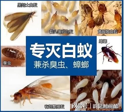 绵阳专业除白蚁公司绵阳白蚁防治、消杀、灭服务(图1)