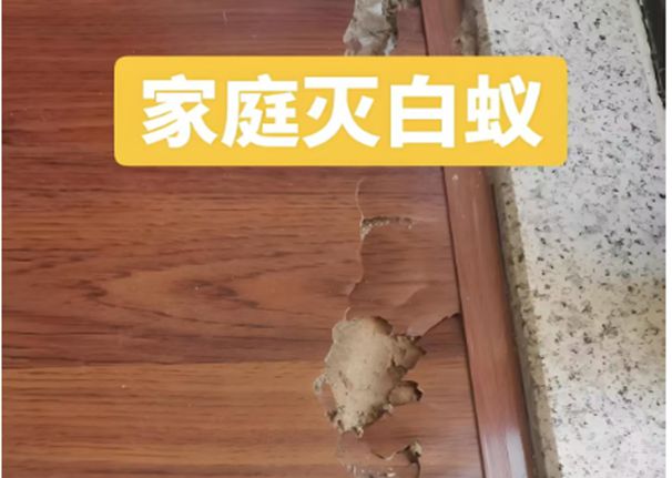 绵阳专业除白蚁公司绵阳白蚁防治、消杀、灭服务(图2)