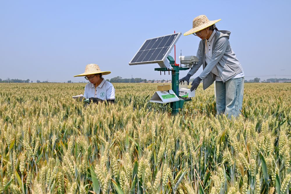 “三夏”大忙已至这份夏收指南请查收！(图4)