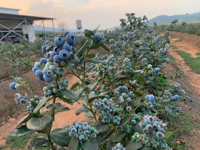 蓝莓真的会打农药和激素吗(图1)