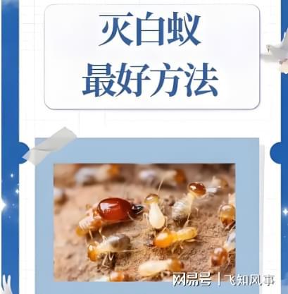 连云港白蚁防治中心电话专业高效灭白蚁、除本地消杀公司(图3)