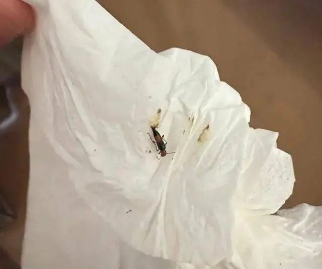 毒液堪比硫酸多人因它“毁容”！遇到这种虫子“别下死手”！(图4)