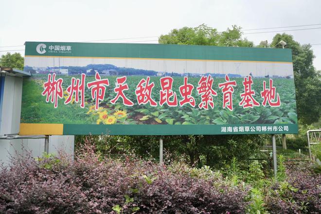 湖南桂阳用来消灭害虫的41亿只虫虫从哪来的？记者探秘“天敌工厂”(图1)