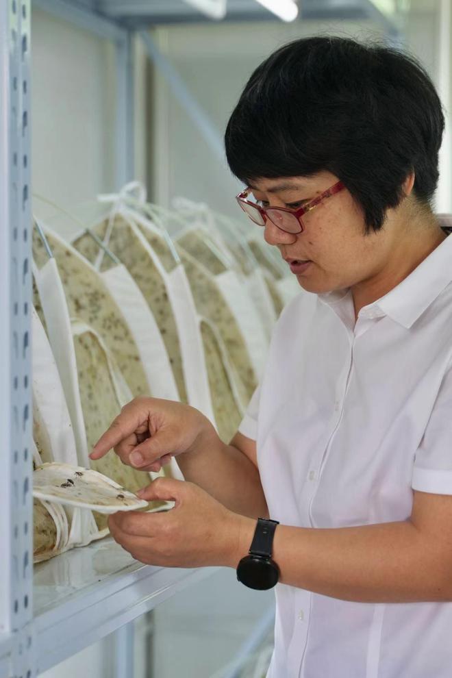 湖南桂阳用来消灭害虫的41亿只虫虫从哪来的？记者探秘“天敌工厂”(图3)