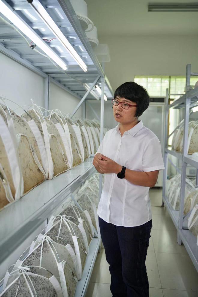 湖南桂阳用来消灭害虫的41亿只虫虫从哪来的？记者探秘“天敌工厂”(图2)