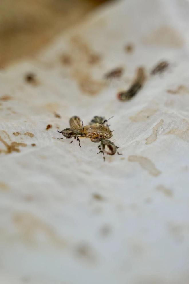 湖南桂阳用来消灭害虫的41亿只虫虫从哪来的？记者探秘“天敌工厂”(图4)