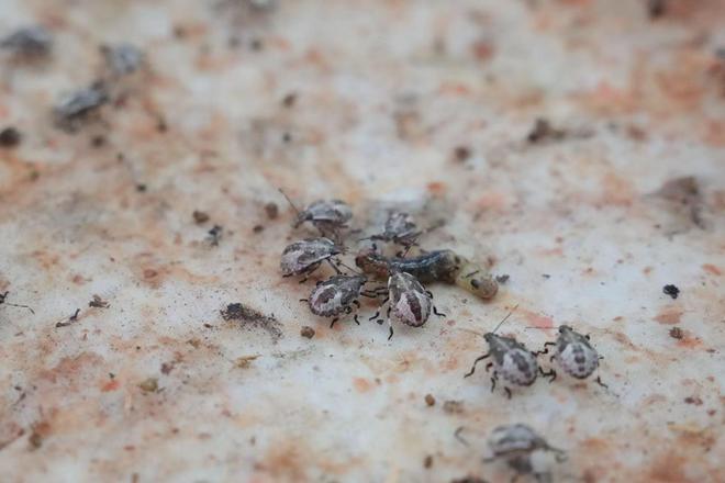 湖南桂阳用来消灭害虫的41亿只虫虫从哪来的？记者探秘“天敌工厂”(图5)
