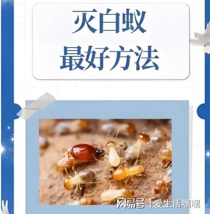 无锡白蚁防治中心无锡白蚁消杀治理公司电话附近上门灭白蚂蚁(图3)