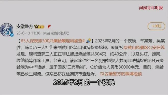 三名男子抓304只癞蛤蟆食用是中华蟾蜍价值3万已移送检察院(图2)