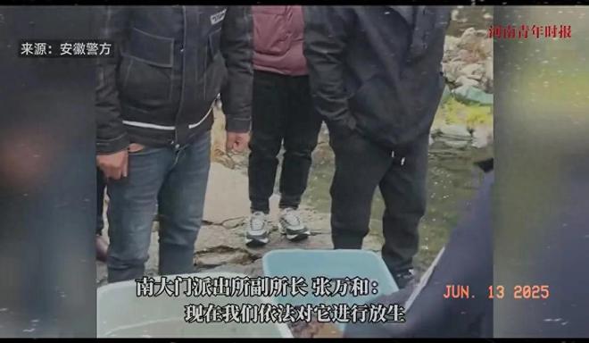 三名男子抓304只癞蛤蟆食用是中华蟾蜍价值3万已移送检察院(图1)