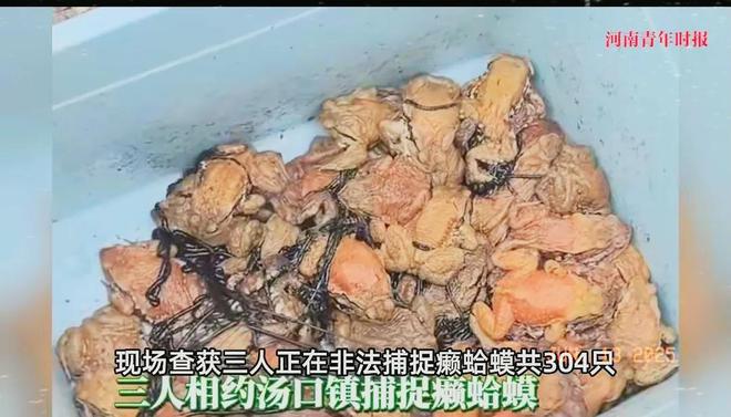 三名男子抓304只癞蛤蟆食用是中华蟾蜍价值3万已移送检察院(图3)