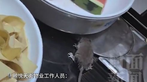 北京一自助火锅店出现老鼠引发广泛关注(图3)