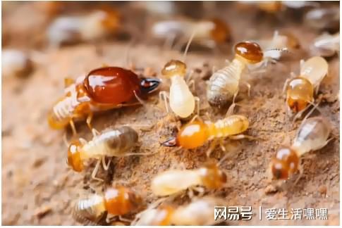 柳州上门专业灭白蚁柳州白蚁防治所服务电话消杀治理(图1)